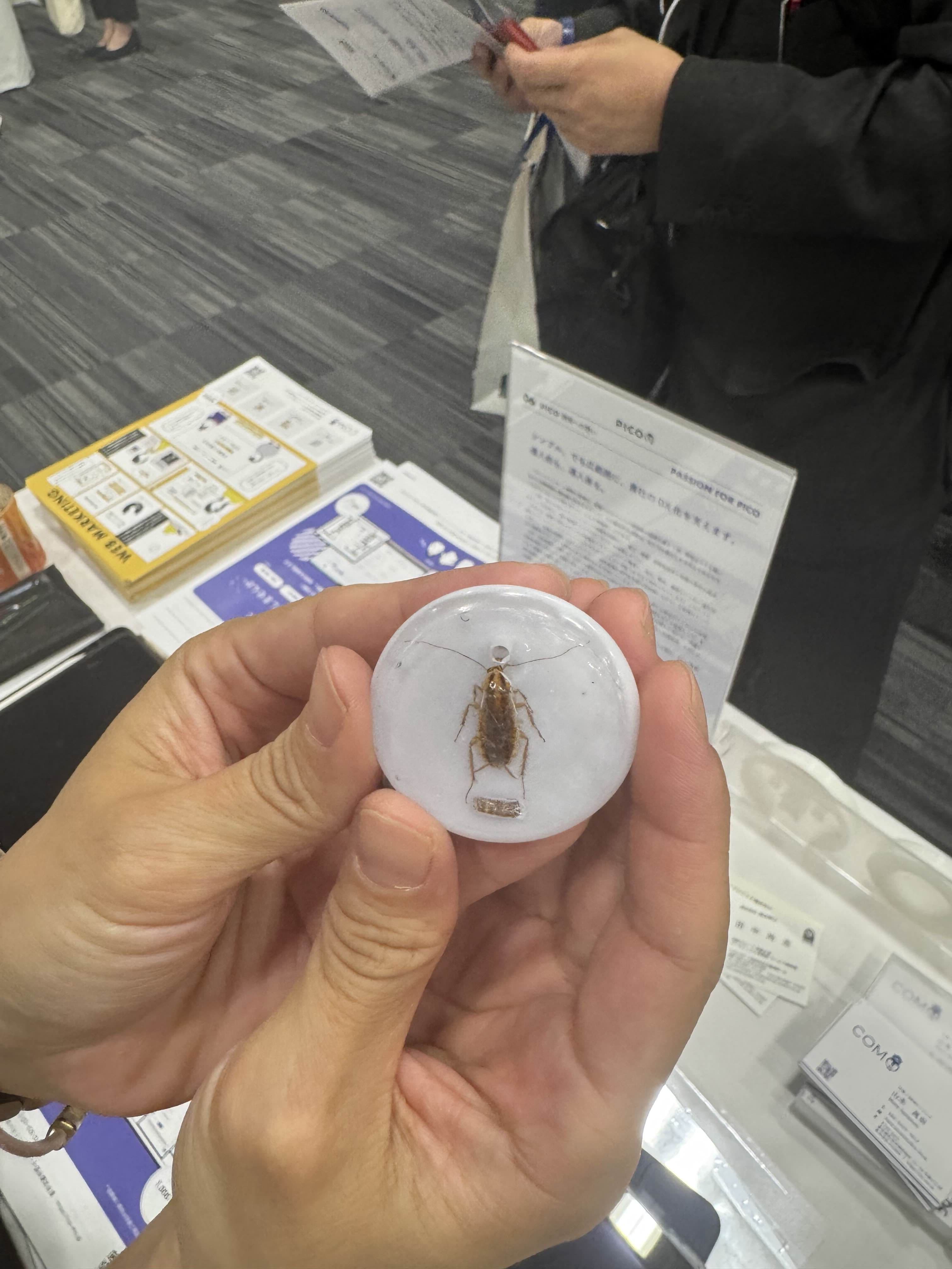 チャバネゴキブリの留金